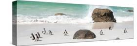 Awesome South Africa Collection Panoramic - Penguins on the Beach II-Philippe Hugonnard-Stretched Canvas