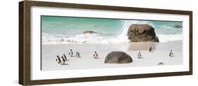 Awesome South Africa Collection Panoramic - Penguins on the Beach II-Philippe Hugonnard-Framed Photographic Print