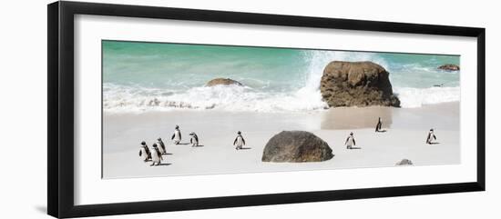 Awesome South Africa Collection Panoramic - Penguins on the Beach II-Philippe Hugonnard-Framed Photographic Print