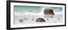 Awesome South Africa Collection Panoramic - Penguins on the Beach II-Philippe Hugonnard-Framed Photographic Print