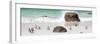 Awesome South Africa Collection Panoramic - Penguins on the Beach II-Philippe Hugonnard-Framed Photographic Print