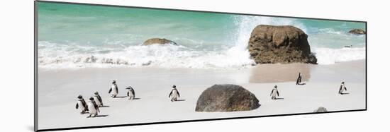 Awesome South Africa Collection Panoramic - Penguins on the Beach II-Philippe Hugonnard-Mounted Photographic Print