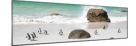 Awesome South Africa Collection Panoramic - Penguins on the Beach II-Philippe Hugonnard-Mounted Photographic Print