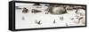 Awesome South Africa Collection Panoramic - Penguins on the Beach IV-Philippe Hugonnard-Framed Stretched Canvas