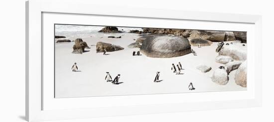 Awesome South Africa Collection Panoramic - Penguins on the Beach IV-Philippe Hugonnard-Framed Photographic Print