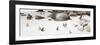 Awesome South Africa Collection Panoramic - Penguins on the Beach IV-Philippe Hugonnard-Framed Photographic Print