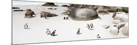 Awesome South Africa Collection Panoramic - Penguins on the Beach IV-Philippe Hugonnard-Mounted Photographic Print