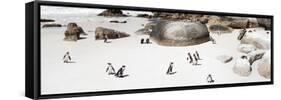 Awesome South Africa Collection Panoramic - Penguins on the Beach IV-Philippe Hugonnard-Framed Stretched Canvas