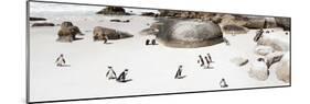Awesome South Africa Collection Panoramic - Penguins on the Beach IV-Philippe Hugonnard-Mounted Photographic Print