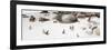 Awesome South Africa Collection Panoramic - Penguins on the Beach IV-Philippe Hugonnard-Framed Photographic Print