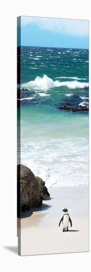 Awesome South Africa Collection Panoramic - Penguins on the Beach V-Philippe Hugonnard-Stretched Canvas