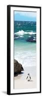 Awesome South Africa Collection Panoramic - Penguins on the Beach V-Philippe Hugonnard-Framed Photographic Print