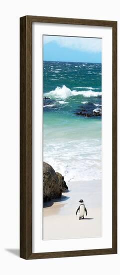 Awesome South Africa Collection Panoramic - Penguins on the Beach V-Philippe Hugonnard-Framed Photographic Print