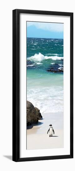 Awesome South Africa Collection Panoramic - Penguins on the Beach V-Philippe Hugonnard-Framed Photographic Print