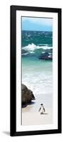 Awesome South Africa Collection Panoramic - Penguins on the Beach V-Philippe Hugonnard-Framed Photographic Print