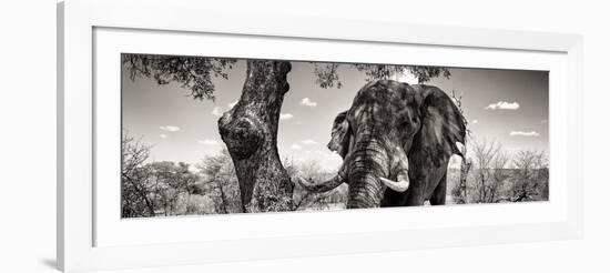 Awesome South Africa Collection Panoramic - Portrait of African Elephant in Savannah B&W-Philippe Hugonnard-Framed Photographic Print