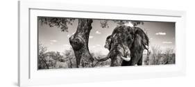 Awesome South Africa Collection Panoramic - Portrait of African Elephant in Savannah B&W-Philippe Hugonnard-Framed Photographic Print