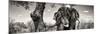 Awesome South Africa Collection Panoramic - Portrait of African Elephant in Savannah B&W-Philippe Hugonnard-Mounted Photographic Print