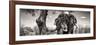 Awesome South Africa Collection Panoramic - Portrait of African Elephant in Savannah B&W-Philippe Hugonnard-Framed Photographic Print