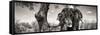 Awesome South Africa Collection Panoramic - Portrait of African Elephant in Savannah B&W-Philippe Hugonnard-Framed Stretched Canvas