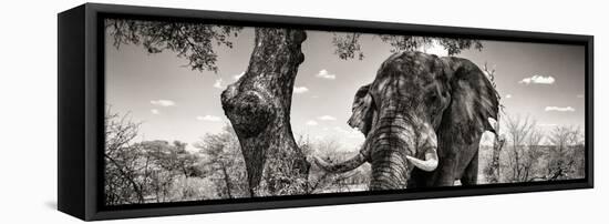 Awesome South Africa Collection Panoramic - Portrait of African Elephant in Savannah B&W-Philippe Hugonnard-Framed Stretched Canvas