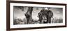 Awesome South Africa Collection Panoramic - Portrait of African Elephant in Savannah B&W-Philippe Hugonnard-Framed Photographic Print