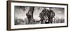 Awesome South Africa Collection Panoramic - Portrait of African Elephant in Savannah B&W-Philippe Hugonnard-Framed Photographic Print