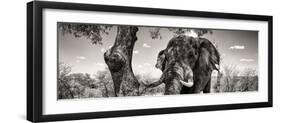 Awesome South Africa Collection Panoramic - Portrait of African Elephant in Savannah B&W-Philippe Hugonnard-Framed Photographic Print