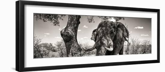 Awesome South Africa Collection Panoramic - Portrait of African Elephant in Savannah B&W-Philippe Hugonnard-Framed Photographic Print