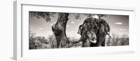 Awesome South Africa Collection Panoramic - Portrait of African Elephant in Savannah B&W-Philippe Hugonnard-Framed Photographic Print