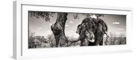 Awesome South Africa Collection Panoramic - Portrait of African Elephant in Savannah B&W-Philippe Hugonnard-Framed Photographic Print