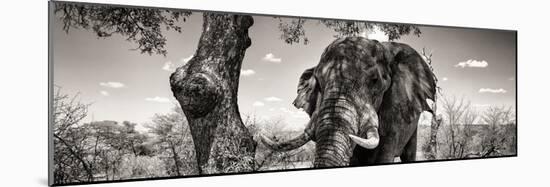 Awesome South Africa Collection Panoramic - Portrait of African Elephant in Savannah B&W-Philippe Hugonnard-Mounted Photographic Print