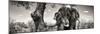 Awesome South Africa Collection Panoramic - Portrait of African Elephant in Savannah B&W-Philippe Hugonnard-Mounted Photographic Print