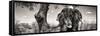 Awesome South Africa Collection Panoramic - Portrait of African Elephant in Savannah B&W-Philippe Hugonnard-Framed Stretched Canvas