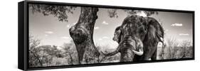 Awesome South Africa Collection Panoramic - Portrait of African Elephant in Savannah B&W-Philippe Hugonnard-Framed Stretched Canvas