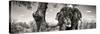 Awesome South Africa Collection Panoramic - Portrait of African Elephant in Savannah B&W-Philippe Hugonnard-Stretched Canvas