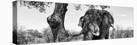 Awesome South Africa Collection Panoramic - Portrait of African Elephant in Savannah II B&W-Philippe Hugonnard-Stretched Canvas
