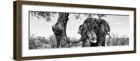 Awesome South Africa Collection Panoramic - Portrait of African Elephant in Savannah II B&W-Philippe Hugonnard-Framed Photographic Print