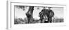 Awesome South Africa Collection Panoramic - Portrait of African Elephant in Savannah II B&W-Philippe Hugonnard-Framed Photographic Print