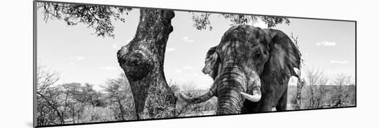 Awesome South Africa Collection Panoramic - Portrait of African Elephant in Savannah II B&W-Philippe Hugonnard-Mounted Photographic Print