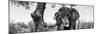 Awesome South Africa Collection Panoramic - Portrait of African Elephant in Savannah II B&W-Philippe Hugonnard-Mounted Photographic Print