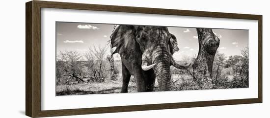 Awesome South Africa Collection Panoramic - Portrait of African Elephant in Savannah III B&W-Philippe Hugonnard-Framed Photographic Print