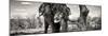 Awesome South Africa Collection Panoramic - Portrait of African Elephant in Savannah III B&W-Philippe Hugonnard-Mounted Photographic Print