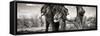 Awesome South Africa Collection Panoramic - Portrait of African Elephant in Savannah III B&W-Philippe Hugonnard-Framed Stretched Canvas