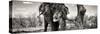 Awesome South Africa Collection Panoramic - Portrait of African Elephant in Savannah III B&W-Philippe Hugonnard-Stretched Canvas