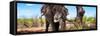 Awesome South Africa Collection Panoramic - Portrait of African Elephant in Savannah III-Philippe Hugonnard-Framed Stretched Canvas