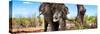 Awesome South Africa Collection Panoramic - Portrait of African Elephant in Savannah III-Philippe Hugonnard-Stretched Canvas
