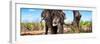 Awesome South Africa Collection Panoramic - Portrait of African Elephant in Savannah III-Philippe Hugonnard-Framed Photographic Print