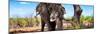 Awesome South Africa Collection Panoramic - Portrait of African Elephant in Savannah III-Philippe Hugonnard-Mounted Photographic Print
