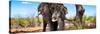 Awesome South Africa Collection Panoramic - Portrait of African Elephant in Savannah III-Philippe Hugonnard-Stretched Canvas